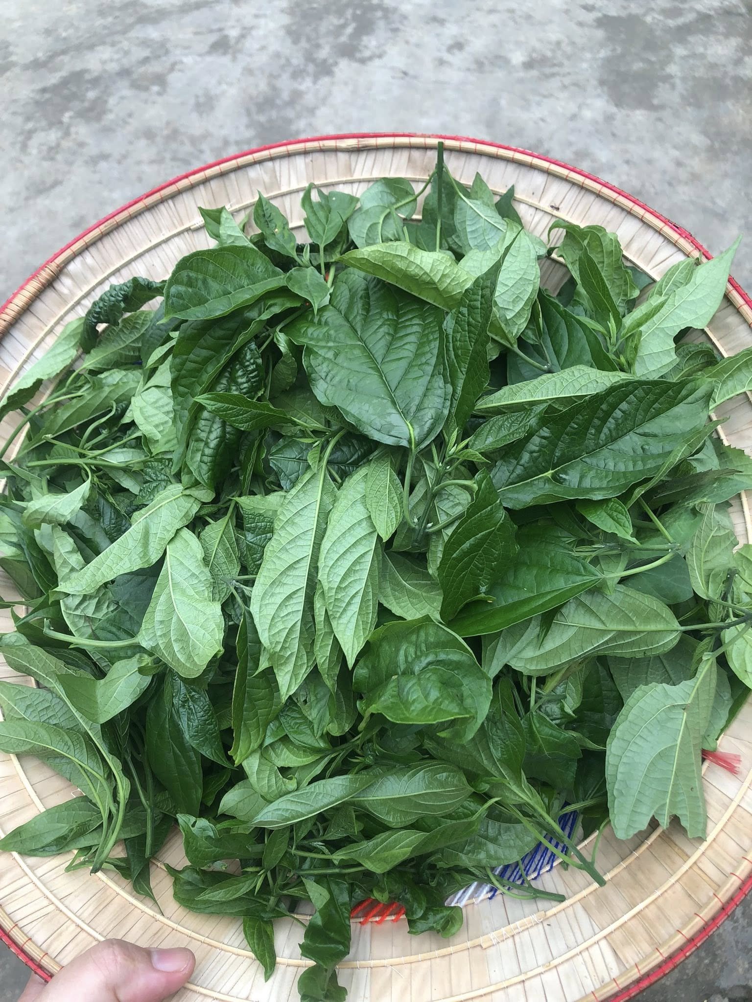 Đặc sản 'trời cho' ít người biết ở miền Bắc, giòn ngon, vị đăng đắng 1 1745744742 956 width1536height2048