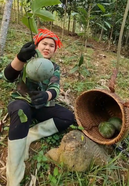 Quả 'lạ' ở miền Bắc nhìn giống bưởi, dân hái về dùng thay mỡ lợn, dầu ăn 1 1746689019 165 width441height636