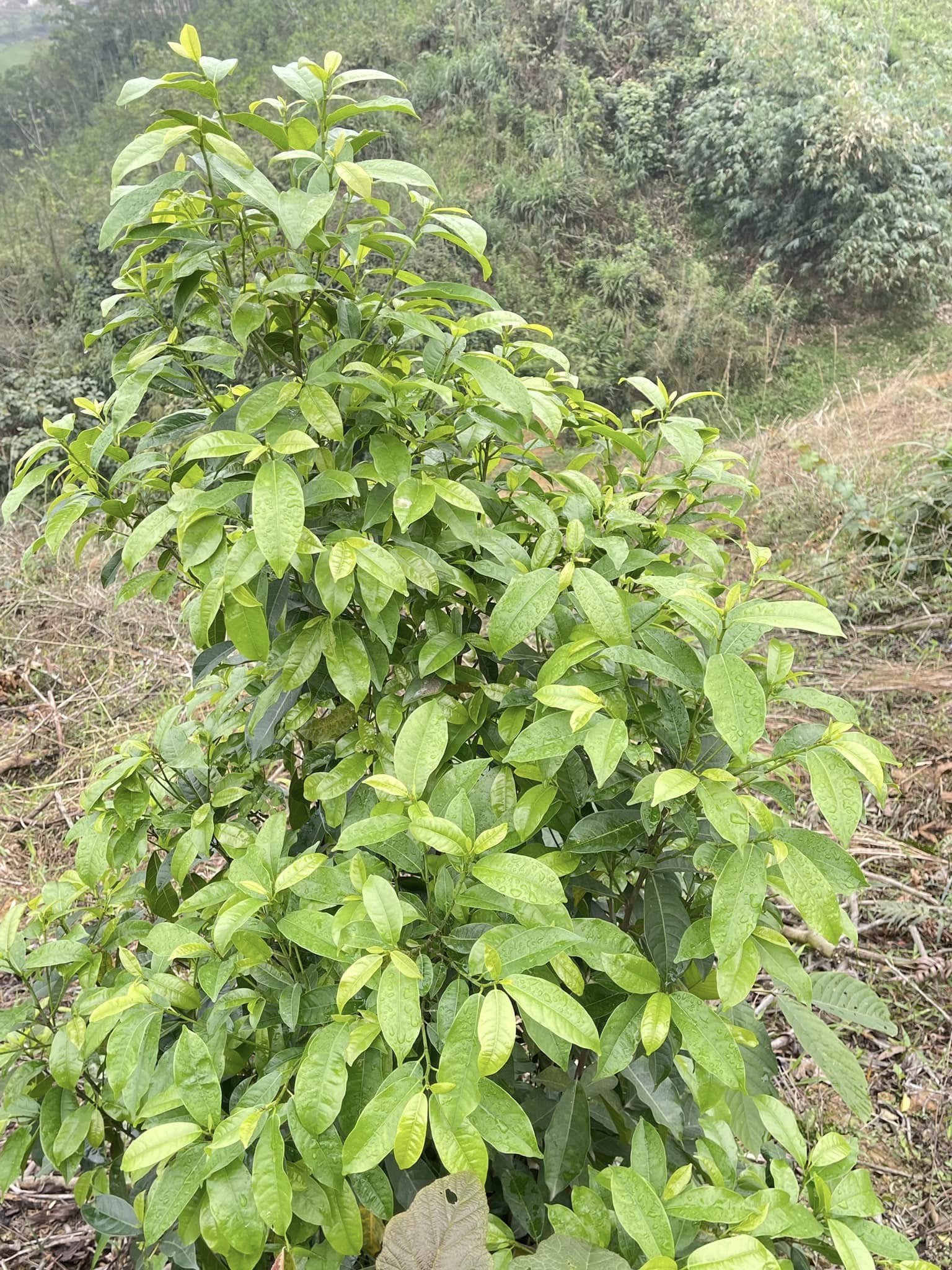 Rau đặc sản ở Hòa Bình càng hái càng mọc, vị ngọt bùi, ăn lạ miệng 1 1747742265 438 width1536height2048