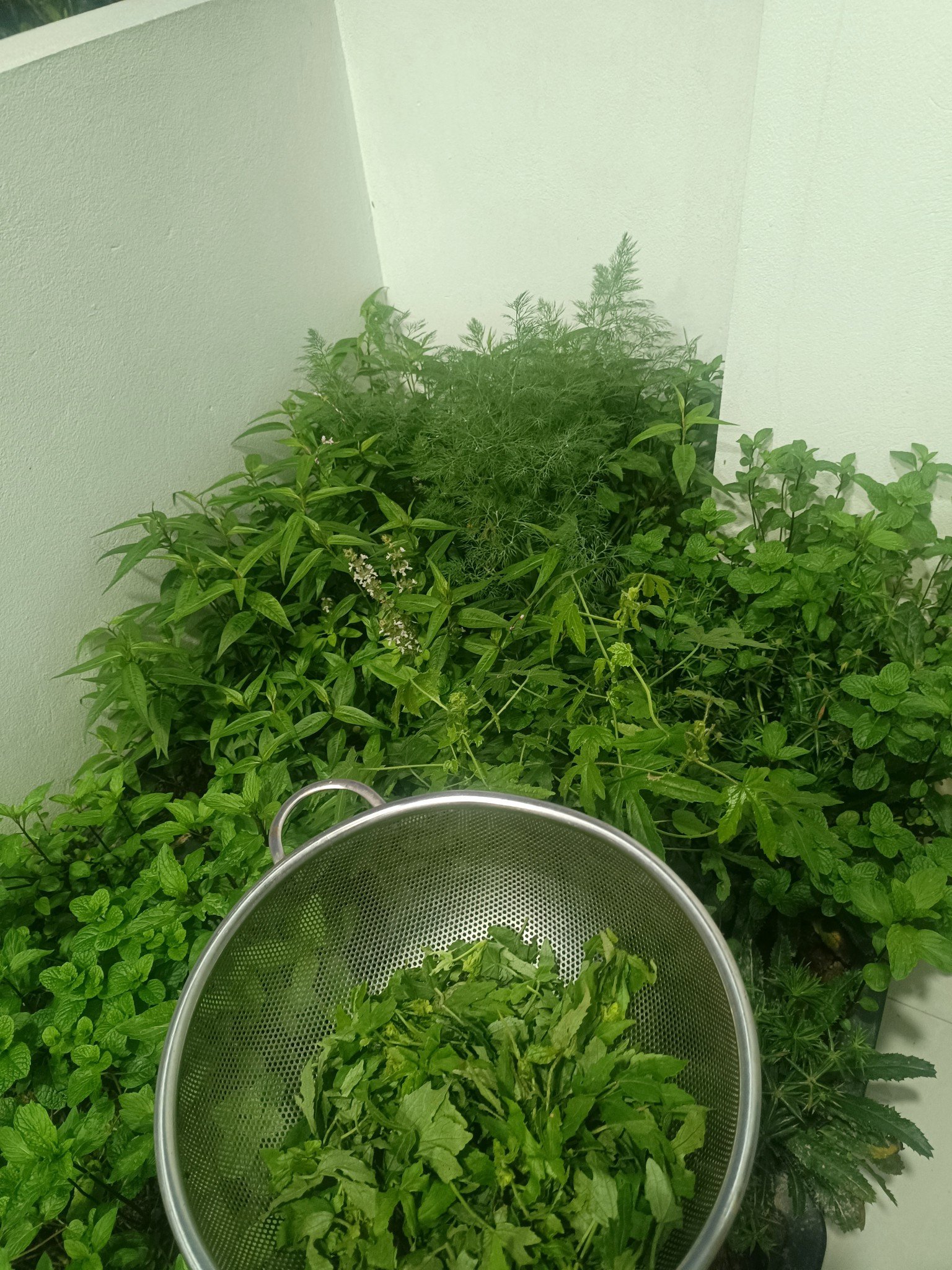 Loại Rau Mọc Đầy Bờ Rào, Nấu Với Mực Thành Đặc Sản Miền Trung 1 1 1749974321 844 Width1536Height2048