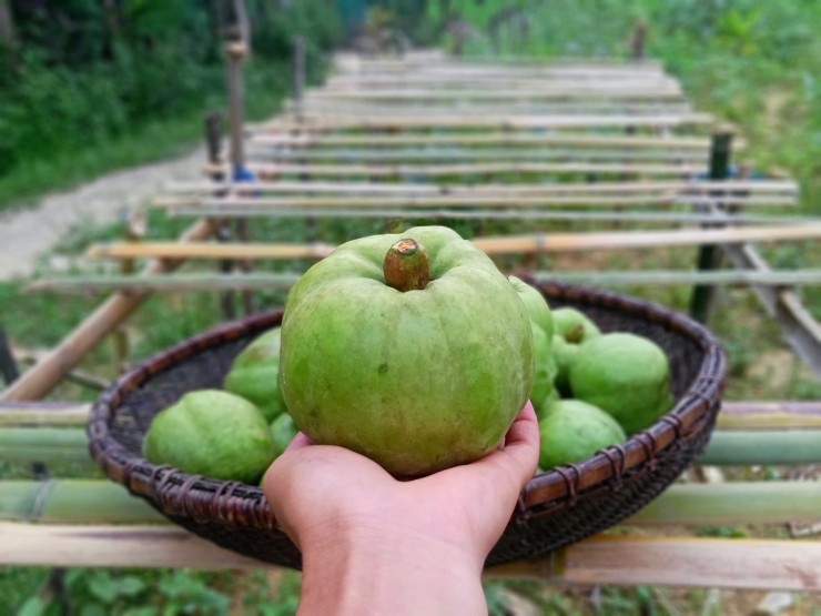 Quả ở miền Bắc trông giống ổi, nấu canh ngon hơn dùng sấu, me 1747800900 qua tai chua dung ma thi 61542 width1900height1425