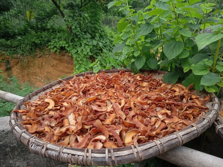 Quả ở miền Bắc trông giống ổi, nấu canh ngon hơn dùng sấu, me 1747800918 qua tai chua dung ma thi 1 61548 width1900height1425