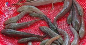 1760705476 776 Thumbnail Width1266Height949 Auto Crop Watermark