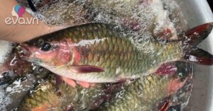 1761056920 73 Thumbnail Width1050Height788 Auto Crop Watermark