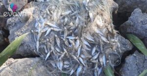 1761309484 127 Thumbnail Width598Height448 Auto Crop Watermark