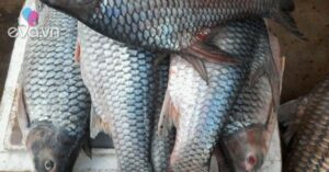 1761483807 495 Thumbnail Width946Height709 Auto Crop Watermark