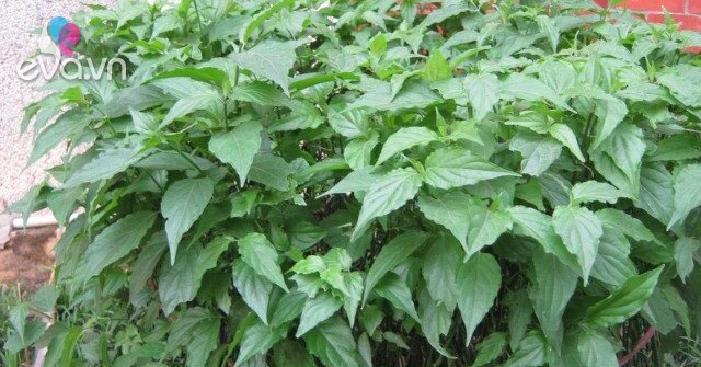 1762348993 816 thumbnail width1152height864 auto crop watermark