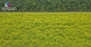 1765178440 302 Thumbnail Width943Height707 Auto Crop Watermark