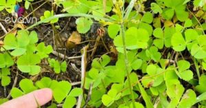 1765377005 744 Thumbnail Width940Height705 Auto Crop Watermark