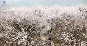 1769573272 Mxh 3271 Nka 3347 1757 4169 Width1200Height628 Mxh Og Image Watermark