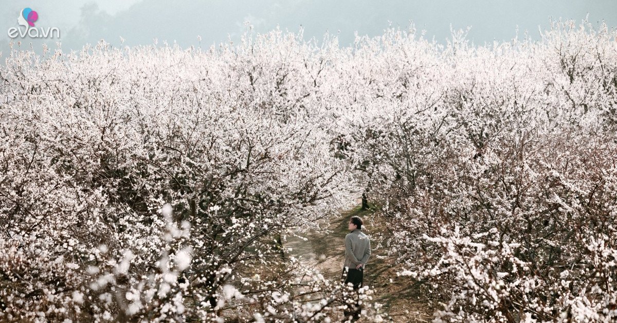 1769573272 Mxh 3271 Nka 3347 1757 4169 Width1200Height628 Mxh Og Image Watermark