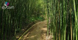 1769872280 974 Thumbnail Width1365Height1024 Auto Crop Watermark