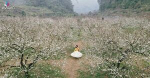 Mộc Châu Khoác Áo Xuân: Trắng Đồi Mận, Xanh Đồi Chè 1771124443 Mxh 4438 Img65 4661 0 0 1594 2550 Crop 91780 Width1200Height628 Mxh Og Image Watermark.jp