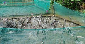 1776434962 mxh 4962 5 dep hai qua moc chi chit an hai san re 1956 width1200height628 mxh og image wa