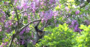 1776910305 mxh 0304 sac tim hoa than mat phu kin ban dao son tra hut khach check in 1166 width1200he