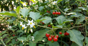 1ca gai leo 1775716973467729887108 0 104 669 1174 crop 1775717007484673083788