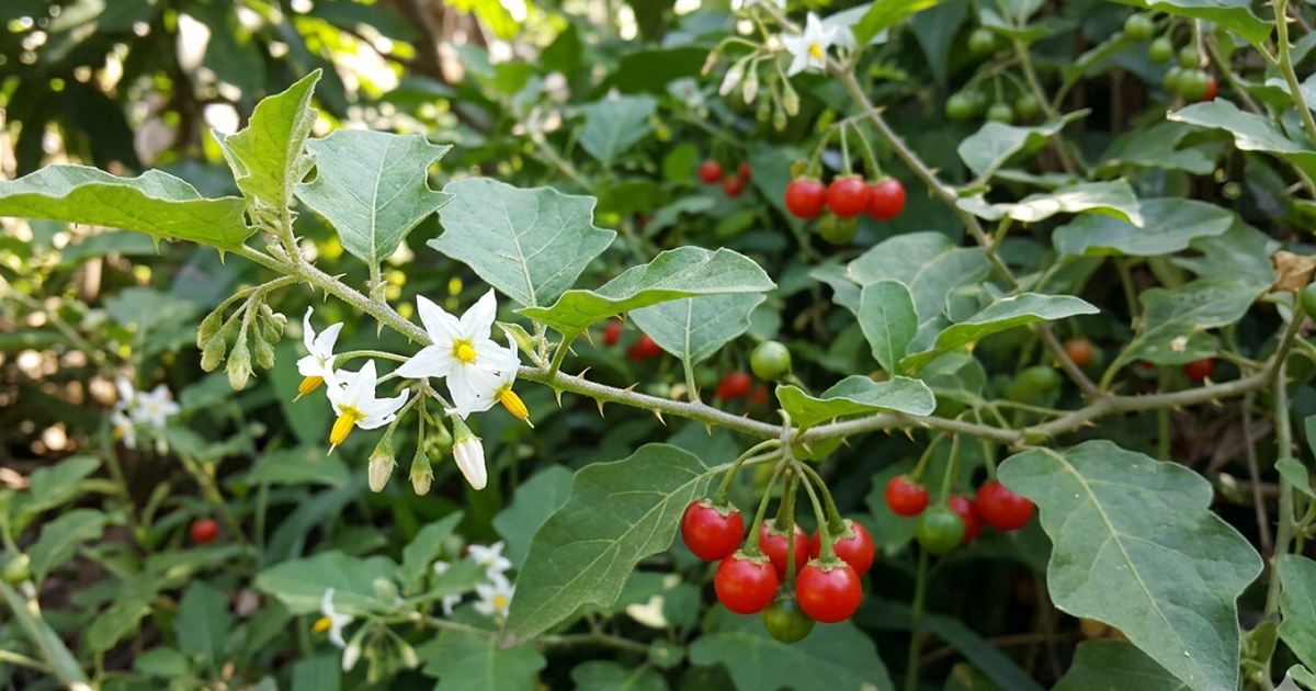 1ca gai leo 1775716973467729887108 0 104 669 1174 crop 1775717007484673083788