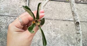 1hoasu 1776877633315743898793 0 32 1580 2560 crop 17768778901301164880752