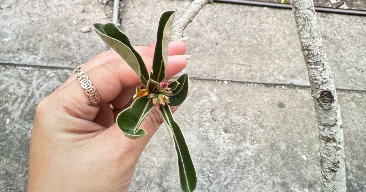 1hoasu 1776877633315743898793 0 32 1580 2560 crop 17768778901301164880752