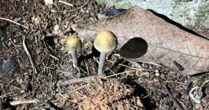 1Nam 17679276181081765708659 25 0 834 1295 Crop 1767928591560718991758