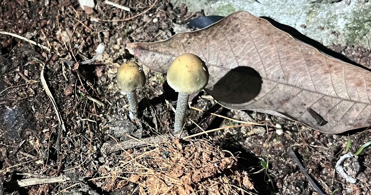 1Nam 17679276181081765708659 25 0 834 1295 Crop 1767928591560718991758