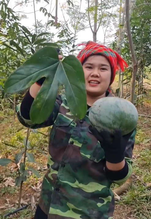 Quả 'lạ' ở miền Bắc nhìn giống bưởi, dân hái về dùng thay mỡ lợn, dầu ăn 2 1746689019 493 width493height713