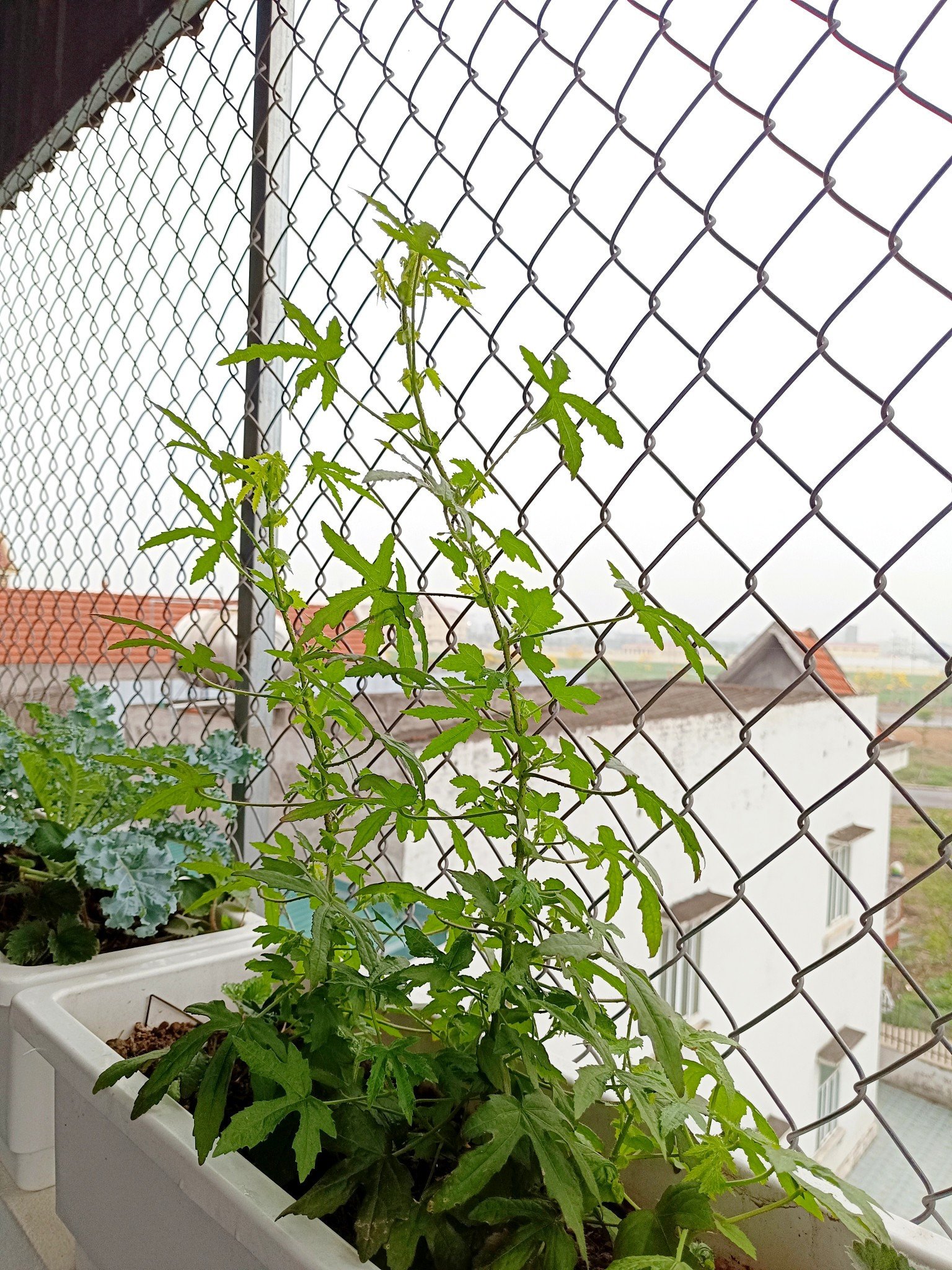 Loại Rau Mọc Đầy Bờ Rào, Nấu Với Mực Thành Đặc Sản Miền Trung 2 2 1749974321 940 Width1536Height2048