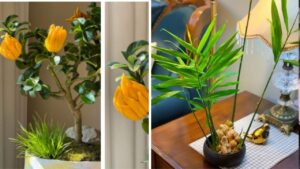 2 cay len doi thanh bonsai duoc chi em san lung tet 2026 vua thom sang chanh lai hut tron phuc khi 1