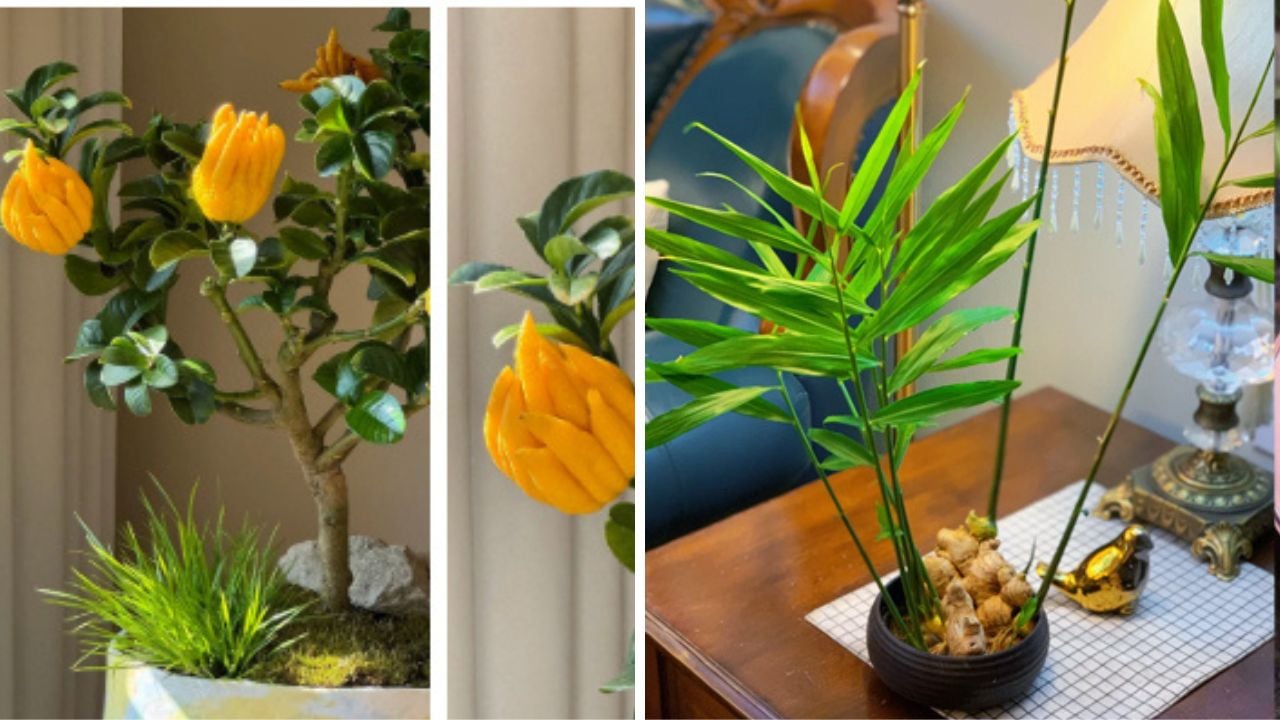 2 Cay Len Doi Thanh Bonsai Duoc Chi Em San Lung Tet 2026 Vua Thom Sang Chanh Lai Hut Tron Phuc Khi 1