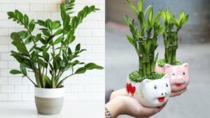 2 Loai Cay Nen Dat Trong Nha Moi Vua Chieu Tai Vua Chuyen Van Cang O Cang Giau Co 100253