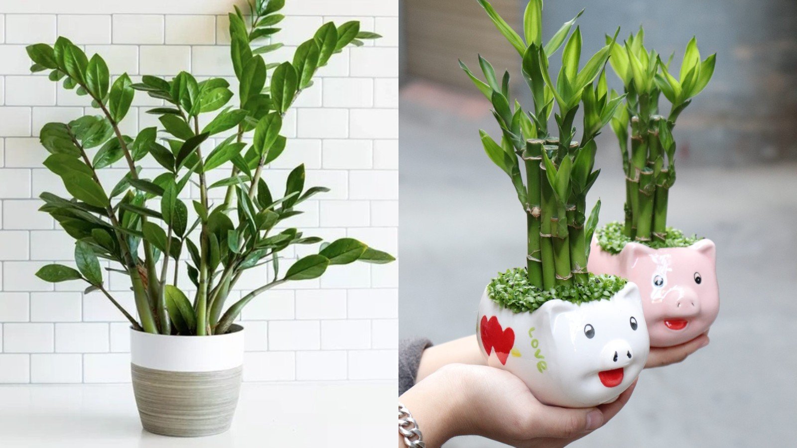 2 Loai Cay Nen Dat Trong Nha Moi Vua Chieu Tai Vua Chuyen Van Cang O Cang Giau Co 100253