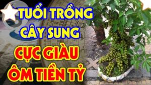 2 Menh Nay Rat Hop Trong Sung Co 1 Cay Tien Tai Thang Tien 225828