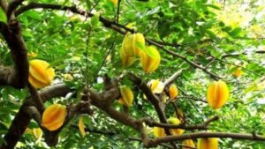 2 vị trí trồng khế hút tài lộc trong nhà chỉ cần 1 cây là gia chủ gặp vận may 1 2 vi tri trong khe hut tai loc trong nha chi can 1 cay la gia chu gap van may 142918