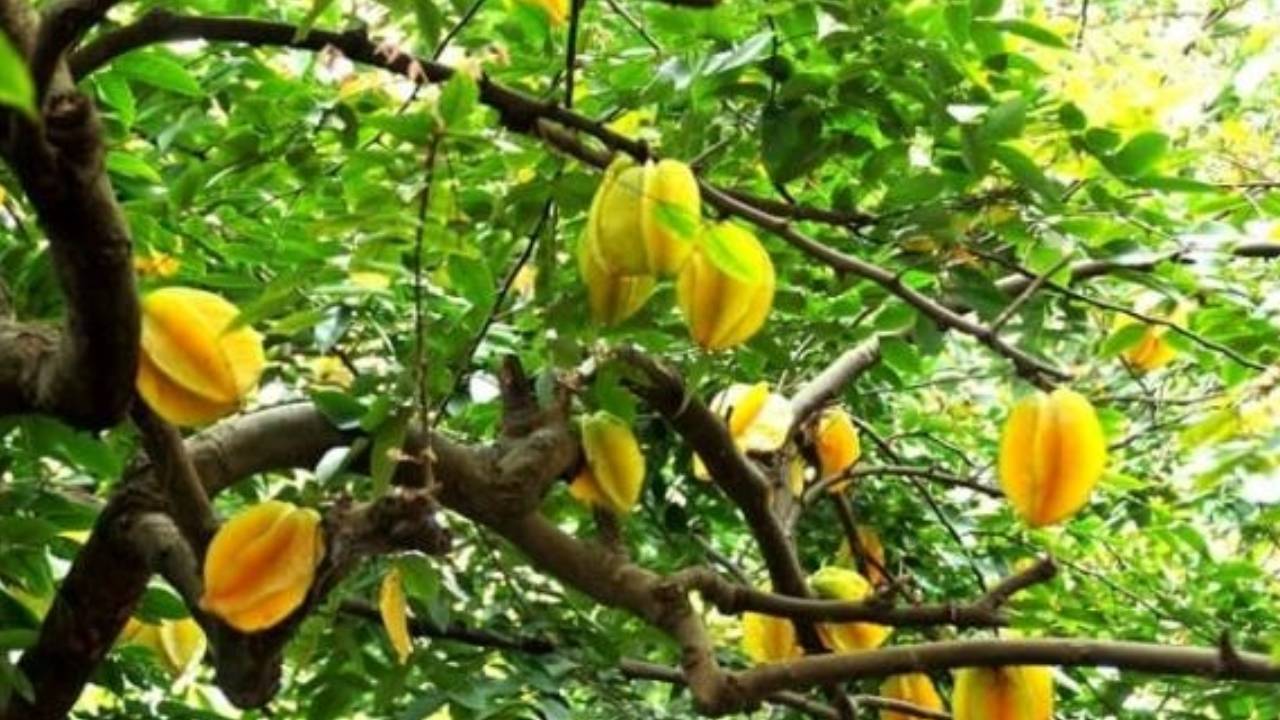 2 vi tri trong khe hut tai loc trong nha chi can 1 cay la gia chu gap van may 142918