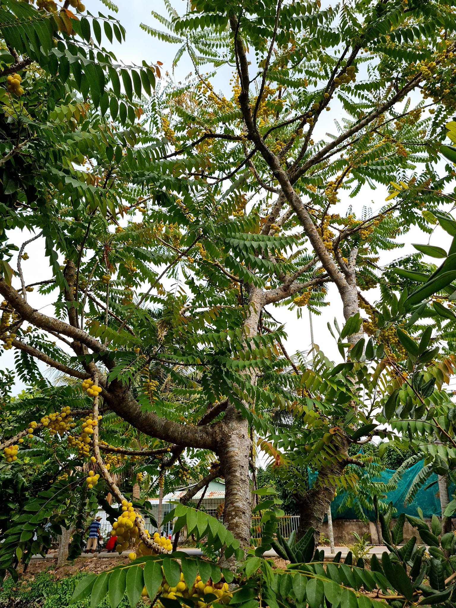 Quả đặc sản ở miền Nam mọc chi chít, xưa cho không ai lấy, giờ hái không kịp bán 1 1745741804 42 width1536height2048