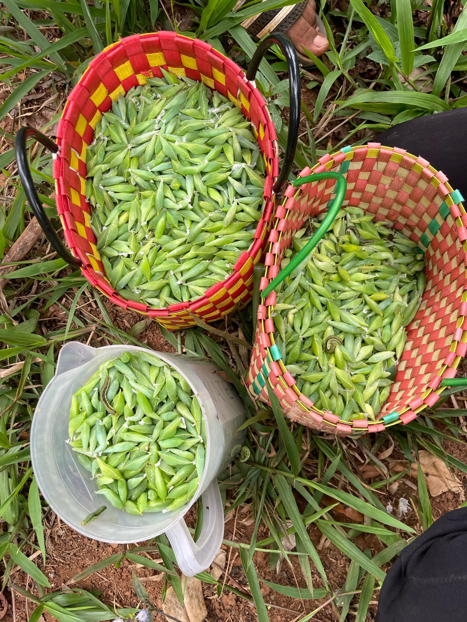 Đặc sản nức tiếng ở Tây Nguyên giá đắt đỏ, ăn béo ngậy, giòn giòn 1 1745745941 598 width1536height2048