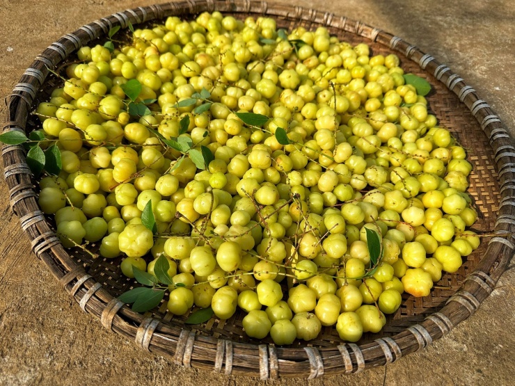 Quả đặc sản ở miền Nam mọc chi chít, xưa cho không ai lấy, giờ hái không kịp bán 1745741724 mut chum ruot 1 40199 width1900height1425