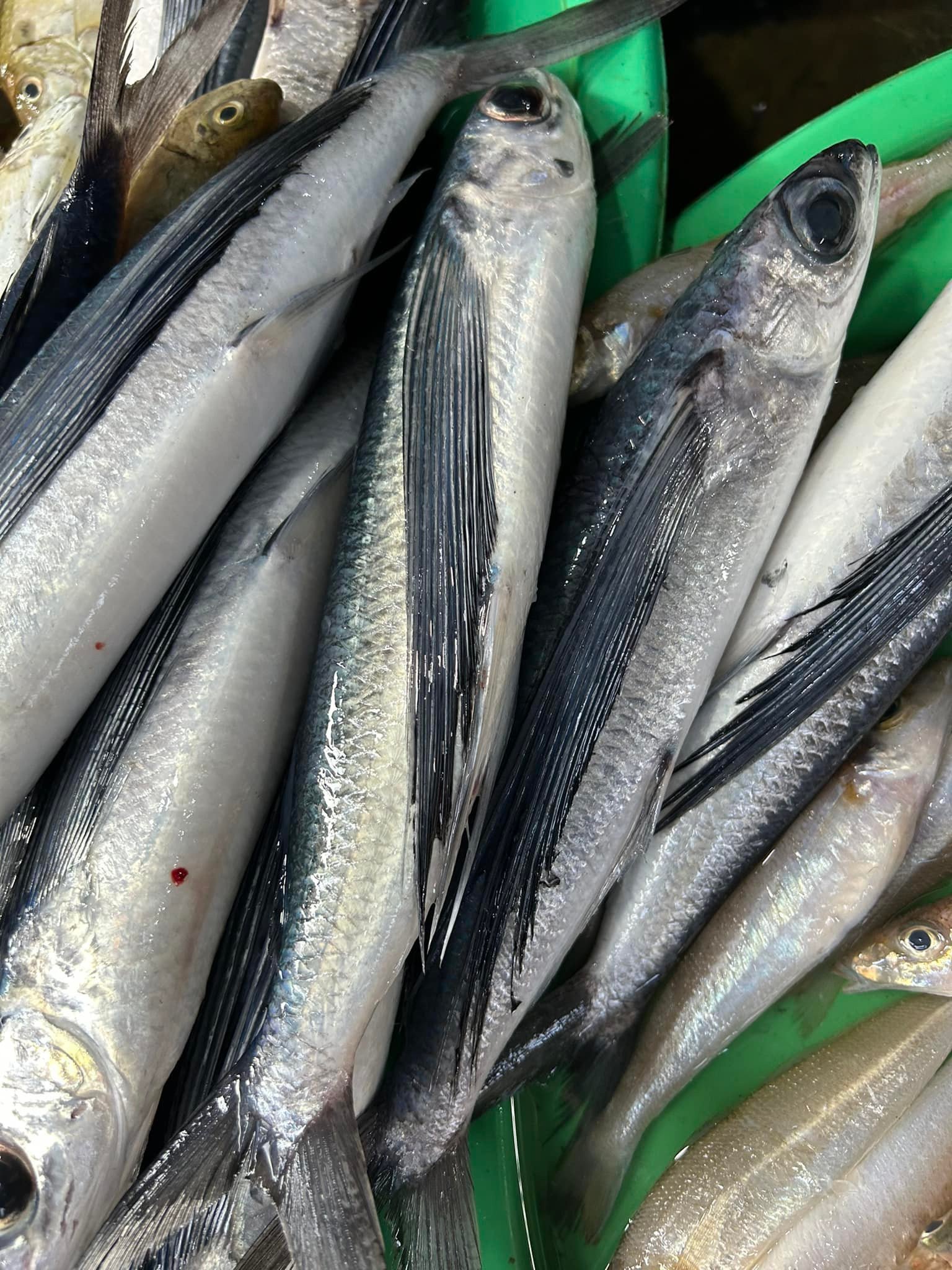 Loại cá đặc sản miền Trung biết bay, xưa giá rẻ như cho giờ được 'săn lùng' 42 1746262003 609 width1536height2048