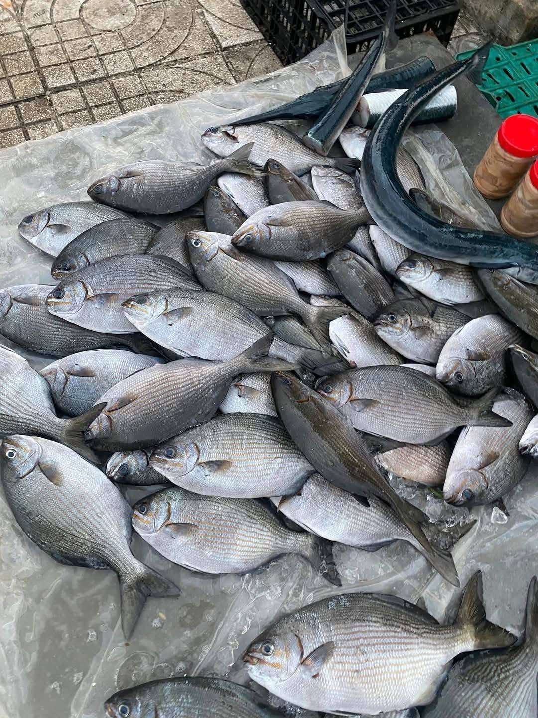 Đặc Sản Lý Sơn Có Tên Đáng Sợ, Thoắt Ẩn Thoắt Hiện, Có Tiền Cũng Khó Mua Đặc Sản Lý Sơn Có Tên Đáng Sợ, Thoắt Ẩn Thoắt Hiện, Có Tiền Cũng Khó Mua