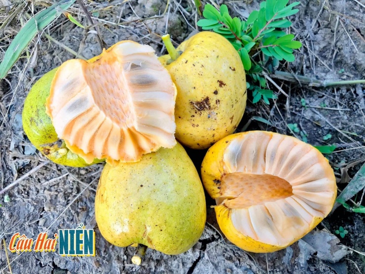 Quả Dại Vàng Ươm, Thơm Nức, Xưa Rụng Đầy Gốc Nay Phải 'Săn Lùng' Mới Có Quả Dại Vàng Ươm, Thơm Nức, Xưa Rụng Đầy Gốc Nay Phải 'Săn Lùng' Mới Có