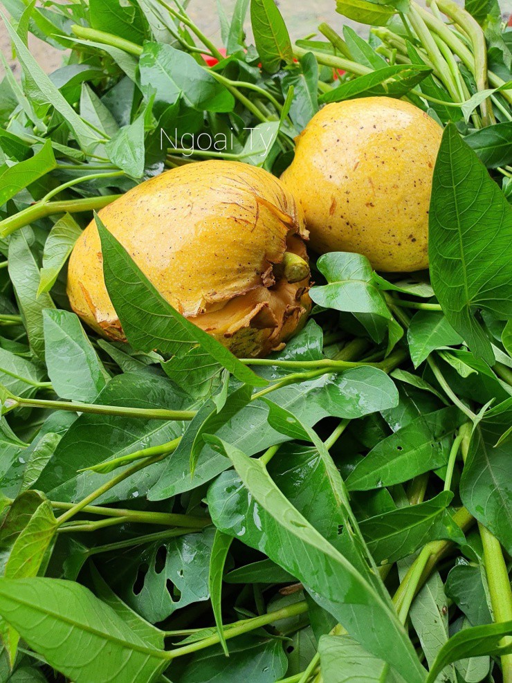 Quả Dại Vàng Ươm, Thơm Nức, Xưa Rụng Đầy Gốc Nay Phải 'Săn Lùng' Mới Có Quả Dại Vàng Ươm, Thơm Nức, Xưa Rụng Đầy Gốc Nay Phải 'Săn Lùng' Mới Có