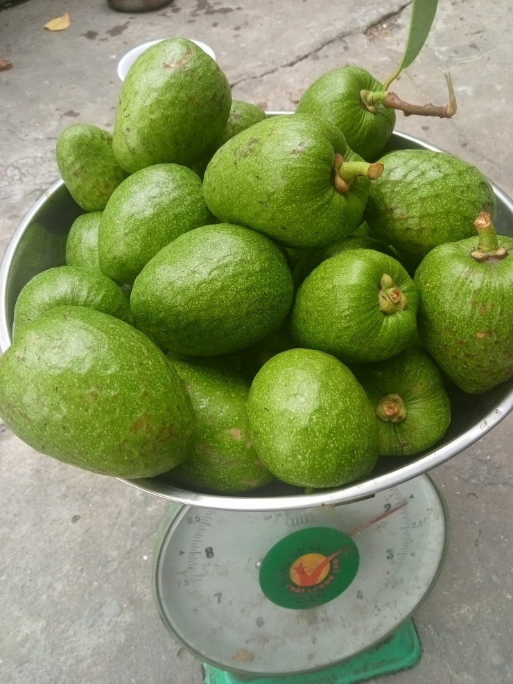 Quả Dại Vàng Ươm, Thơm Nức, Xưa Rụng Đầy Gốc Nay Phải 'Săn Lùng' Mới Có Quả Dại Vàng Ươm, Thơm Nức, Xưa Rụng Đầy Gốc Nay Phải 'Săn Lùng' Mới Có