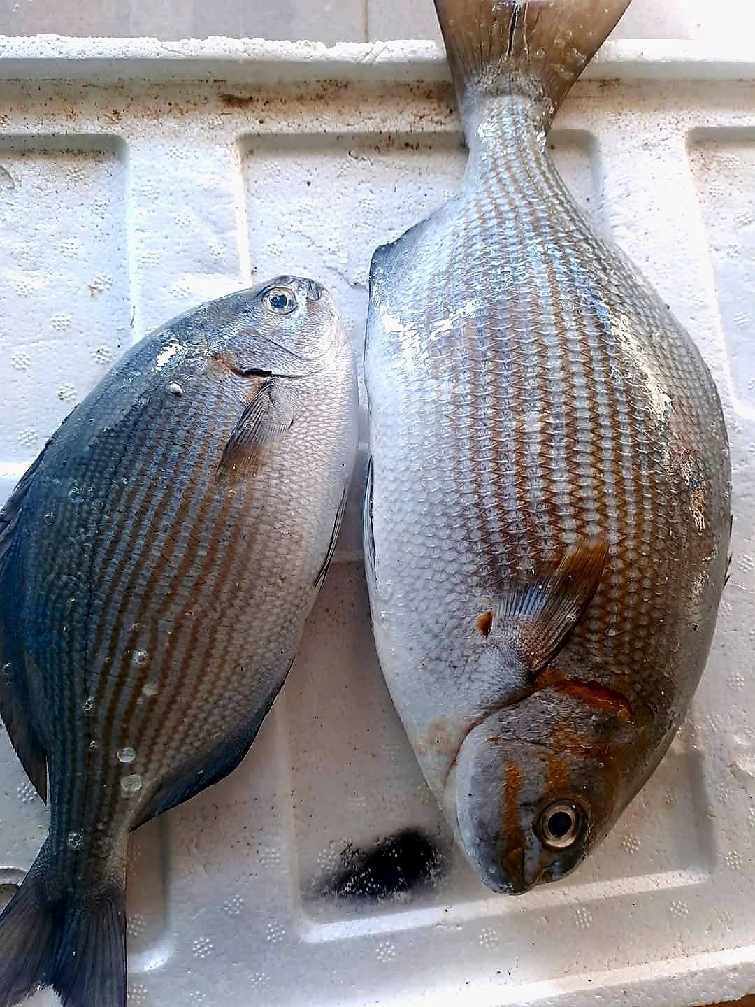 Đặc Sản Lý Sơn Có Tên Đáng Sợ, Thoắt Ẩn Thoắt Hiện, Có Tiền Cũng Khó Mua Đặc Sản Lý Sơn Có Tên Đáng Sợ, Thoắt Ẩn Thoắt Hiện, Có Tiền Cũng Khó Mua