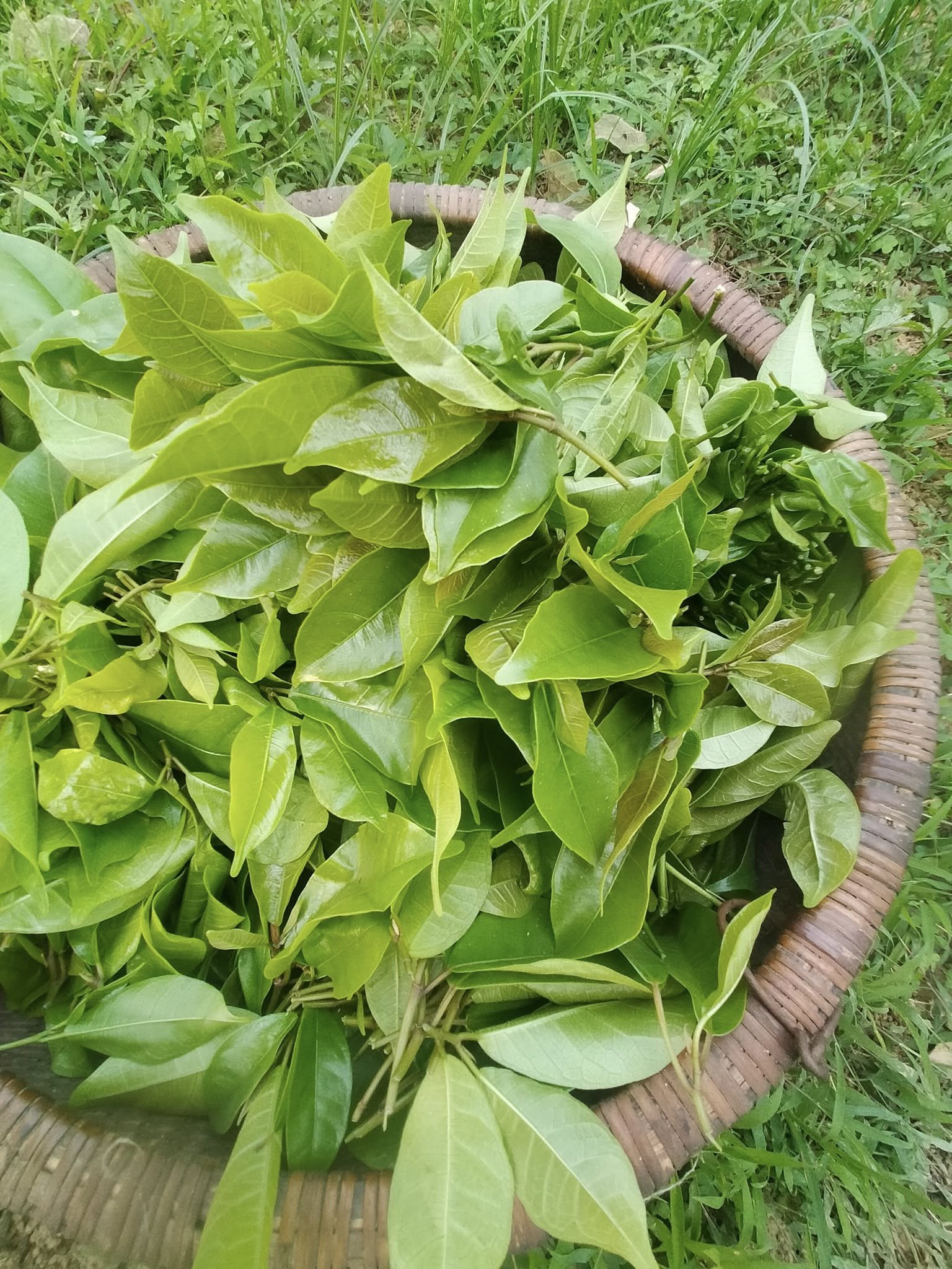 Rau đặc sản ở Hòa Bình càng hái càng mọc, vị ngọt bùi, ăn lạ miệng 3 1747742280 43 width1536height2048