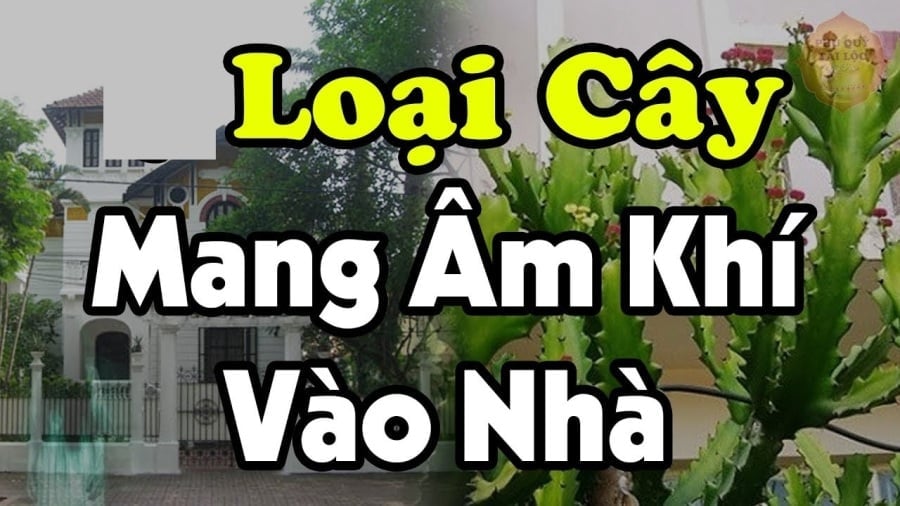 3 Cay Am Trong Truoc Nha Cay Cang Xanh Nguoi Cang Suy Do La Cay Gi 095801