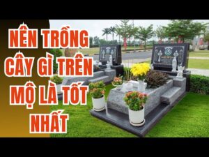 3 Cay Khong Trong Truoc Mo Do La Cay Nao 085251