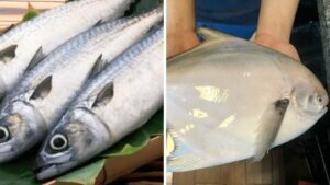 3 Loai Ca Dang Vao Mua Thit Day Xuong It De Tieu Va Ngon Quen Loi Ve Khong An Qua Phi 172929