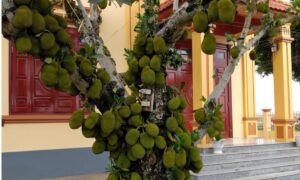 3 loai cay an qua khong nen trong truoc nha can buoc than tai vao 134937