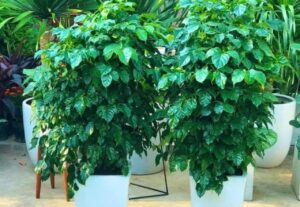 3 loai cay cat lanh binh an hanh phuc de trong dat goc nao trong phong khach cung tot cho suc khoe 1