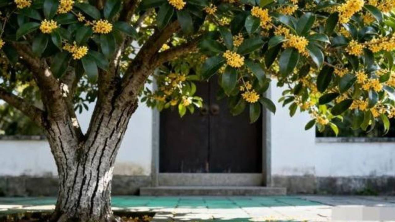 3 Loai Cay Khong Trong Ngoai San Va 3 Vat Khong Treo Trong Nha Phong Thuy Gia Chu Nen Biet Ro 133430